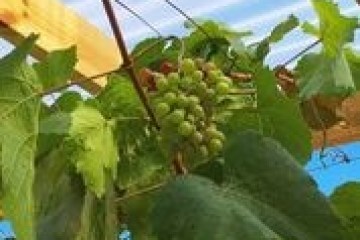 a close up of a green leaf