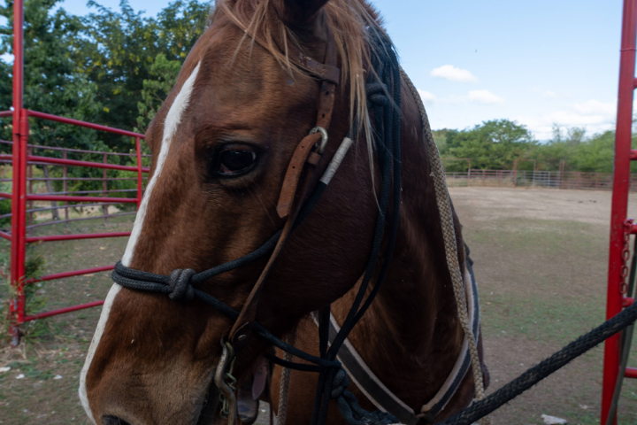 Close-up of a brown horse with a bridle, standing in a fenced outdoor area.