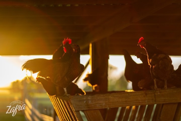 Silhouetted roosters on a wooden structure at sunset, with warm sunlight and soft focus.