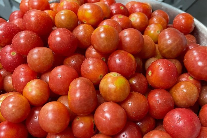 Close-up of several bowls filled with ripe cherry tomatoes in a kitchen setting.