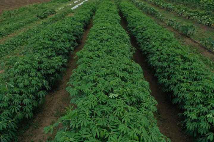 Rows of lush green cassava plants in a field, viewed from above.